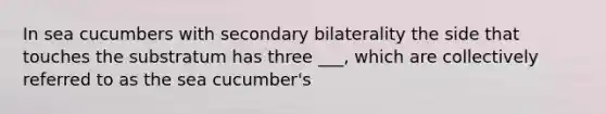 In sea cucumbers with secondary bilaterality the side that touches the substratum has three ___, which are collectively referred to as the sea cucumber's