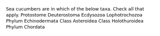 Sea cucumbers are in which of the below taxa. Check all that apply. Protostome Deuterostoma Ecdysozoa Lophotrochozoa Phylum Echinodermata Class Asteroidea Class Holothuroidea Phylum Chordata