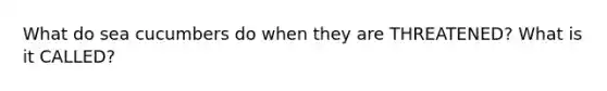What do sea cucumbers do when they are THREATENED? What is it CALLED?