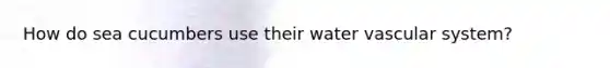 How do sea cucumbers use their water vascular system?