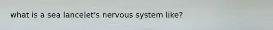 what is a sea lancelet's nervous system like?