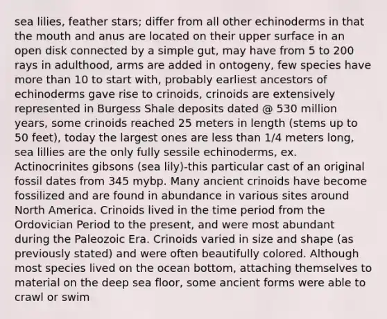 sea lilies, feather stars; differ from all other echinoderms in that the mouth and anus are located on their upper surface in an open disk connected by a simple gut, may have from 5 to 200 rays in adulthood, arms are added in ontogeny, few species have more than 10 to start with, probably earliest ancestors of echinoderms gave rise to crinoids, crinoids are extensively represented in Burgess Shale deposits dated @ 530 million years, some crinoids reached 25 meters in length (stems up to 50 feet), today the largest ones are less than 1/4 meters long, sea lillies are the only fully sessile echinoderms, ex. Actinocrinites gibsons (sea lily)-this particular cast of an original fossil dates from 345 mybp. Many ancient crinoids have become fossilized and are found in abundance in various sites around North America. Crinoids lived in the time period from the Ordovician Period to the present, and were most abundant during the Paleozoic Era. Crinoids varied in size and shape (as previously stated) and were often beautifully colored. Although most species lived on the ocean bottom, attaching themselves to material on the deep sea floor, some ancient forms were able to crawl or swim