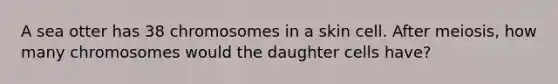 A sea otter has 38 chromosomes in a skin cell. After meiosis, how many chromosomes would the daughter cells have?