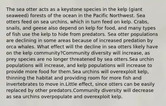 The sea otter acts as a keystone species in the kelp (giant seaweed) forests of the ocean in the Pacific Northwest. Sea otters feed on sea urchins, which in turn feed on kelp. Crabs, snails, and geese also depend on kelp for food, and many types of fish use the kelp to hide from predators. Sea otter populations are declining in some areas because of increased predation by orca whales. What effect will the decline in sea otters likely have on the kelp community?Community diversity will increase, as prey species are no longer threatened by sea otters.Sea urchin populations will increase, and kelp populations will increase to provide more food for them.Sea urchins will overexploit kelp, thinning the habitat and providing room for more fish and invertebrates to move in.Little effect, since otters can be easily replaced by other predators.Community diversity will decrease as sea urchins overpopulate and overexploit kelp.