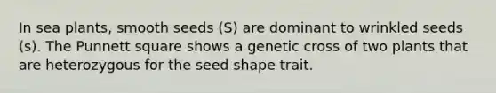 In sea plants, smooth seeds (S) are dominant to wrinkled seeds (s). The Punnett square shows a genetic cross of two plants that are heterozygous for the seed shape trait.