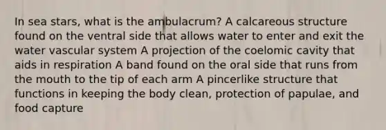 In sea stars, what is the ambulacrum? A calcareous structure found on the ventral side that allows water to enter and exit the water vascular system A projection of the coelomic cavity that aids in respiration A band found on the oral side that runs from <a href='https://www.questionai.com/knowledge/krBoWYDU6j-the-mouth' class='anchor-knowledge'>the mouth</a> to the tip of each arm A pincerlike structure that functions in keeping the body clean, protection of papulae, and food capture