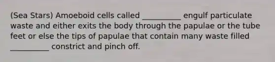 (Sea Stars) Amoeboid cells called __________ engulf particulate waste and either exits the body through the papulae or the tube feet or else the tips of papulae that contain many waste filled __________ constrict and pinch off.