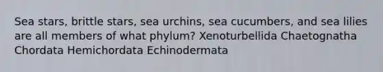 Sea stars, brittle stars, sea urchins, sea cucumbers, and sea lilies are all members of what phylum? Xenoturbellida Chaetognatha Chordata Hemichordata Echinodermata