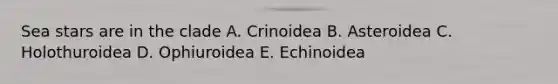 Sea stars are in the clade A. Crinoidea B. Asteroidea C. Holothuroidea D. Ophiuroidea E. Echinoidea