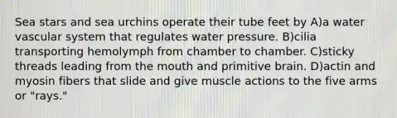 Sea stars and sea urchins operate their tube feet by A)a water vascular system that regulates water pressure. B)cilia transporting hemolymph from chamber to chamber. C)sticky threads leading from <a href='https://www.questionai.com/knowledge/krBoWYDU6j-the-mouth' class='anchor-knowledge'>the mouth</a> and primitive brain. D)actin and myosin fibers that slide and give muscle actions to the five arms or "rays."