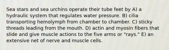 Sea stars and sea urchins operate their tube feet by A) a hydraulic system that regulates water pressure. B) cilia transporting hemolymph from chamber to chamber. C) sticky threads leading from <a href='https://www.questionai.com/knowledge/krBoWYDU6j-the-mouth' class='anchor-knowledge'>the mouth</a>. D) actin and myosin fibers that slide and give muscle actions to the five arms or "rays." E) an extensive net of nerve and muscle cells.