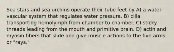 Sea stars and sea urchins operate their tube feet by A) a water vascular system that regulates water pressure. B) cilia transporting hemolymph from chamber to chamber. C) sticky threads leading from the mouth and primitive brain. D) actin and myosin fibers that slide and give muscle actions to the five arms or "rays."