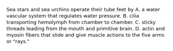 Sea stars and sea urchins operate their tube feet by A. a water vascular system that regulates water pressure. B. cilia transporting hemolymph from chamber to chamber. C. sticky threads leading from the mouth and primitive brain. D. actin and myosin fibers that slide and give muscle actions to the five arms or "rays."