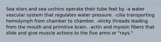 Sea stars and sea urchins operate their tube feet by -a water vascular system that regulates water pressure. -cilia transporting hemolymph from chamber to chamber. -sticky threads leading from the mouth and primitive brain. -actin and myosin fibers that slide and give muscle actions to the five arms or "rays."