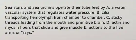 Sea stars and sea urchins operate their tube feet by A. a water vascular system that regulates water pressure. B. cilia transporting hemolymph from chamber to chamber. C. sticky threads leading from the mouth and primitive brain. D. actin and myosin fibers that slide and give muscle E. actions to the five arms or "rays."