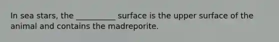 In sea stars, the __________ surface is the upper surface of the animal and contains the madreporite.