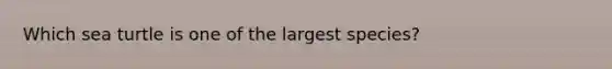Which sea turtle is one of the largest species?