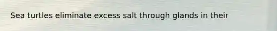 Sea turtles eliminate excess salt through glands in their