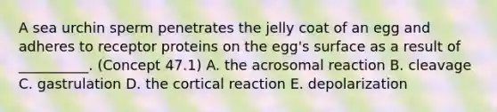 A sea urchin sperm penetrates the jelly coat of an egg and adheres to receptor proteins on the egg's surface as a result of __________. (Concept 47.1) A. the acrosomal reaction B. cleavage C. gastrulation D. the cortical reaction E. depolarization