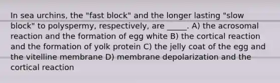 In sea urchins, the "fast block" and the longer lasting "slow block" to polyspermy, respectively, are _____. A) the acrosomal reaction and the formation of egg white B) the cortical reaction and the formation of yolk protein C) the jelly coat of the egg and the vitelline membrane D) membrane depolarization and the cortical reaction