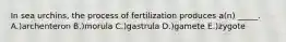 In sea urchins, the process of fertilization produces a(n) _____. A.)archenteron B.)morula C.)gastrula D.)gamete E.)zygote