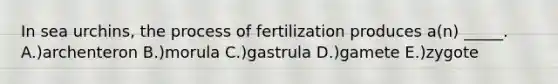 In sea urchins, the process of fertilization produces a(n) _____. A.)archenteron B.)morula C.)gastrula D.)gamete E.)zygote