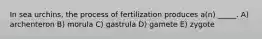 In sea urchins, the process of fertilization produces a(n) _____. A) archenteron B) morula C) gastrula D) gamete E) zygote