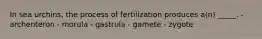 In sea urchins, the process of fertilization produces a(n) _____. - archenteron - morula - gastrula - gamete - zygote