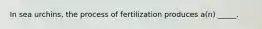 In sea urchins, the process of fertilization produces a(n) _____.