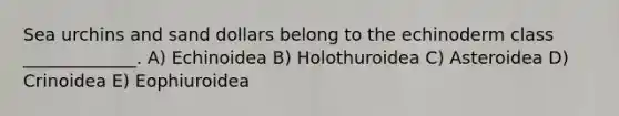 Sea urchins and sand dollars belong to the echinoderm class _____________. A) Echinoidea B) Holothuroidea C) Asteroidea D) Crinoidea E) Eophiuroidea