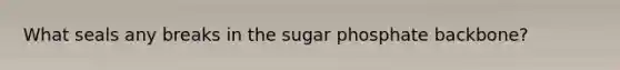 What seals any breaks in the sugar phosphate backbone?