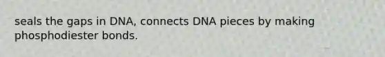 seals the gaps in DNA, connects DNA pieces by making phosphodiester bonds.