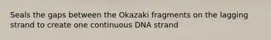 Seals the gaps between the Okazaki fragments on the lagging strand to create one continuous DNA strand