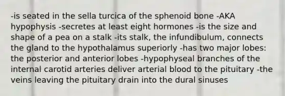 -is seated in the sella turcica of the sphenoid bone -AKA hypophysis -secretes at least eight hormones -is the size and shape of a pea on a stalk -its stalk, the infundibulum, connects the gland to the hypothalamus superiorly -has two major lobes: the posterior and anterior lobes -hypophyseal branches of the internal carotid arteries deliver arterial blood to the pituitary -the veins leaving the pituitary drain into the dural sinuses