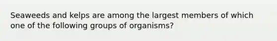 Seaweeds and kelps are among the largest members of which one of the following groups of organisms?