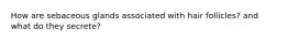 How are sebaceous glands associated with hair follicles? and what do they secrete?