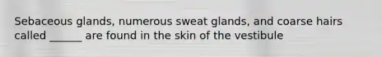 Sebaceous glands, numerous sweat glands, and coarse hairs called ______ are found in the skin of the vestibule