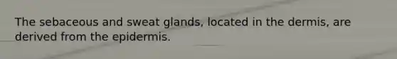 The sebaceous and sweat glands, located in the dermis, are derived from the epidermis.