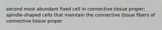 second most abundant fixed cell in connective tissue proper; spindle-shaped cells that maintain the connective tissue fibers of connective tissue proper