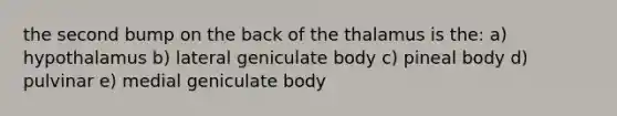 the second bump on the back of the thalamus is the: a) hypothalamus b) lateral geniculate body c) pineal body d) pulvinar e) medial geniculate body