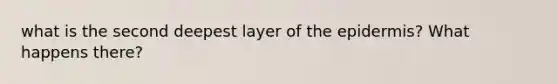 what is the second deepest layer of the epidermis? What happens there?