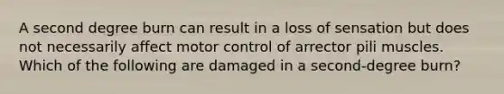 A second degree burn can result in a loss of sensation but does not necessarily affect motor control of arrector pili muscles. Which of the following are damaged in a second-degree burn?