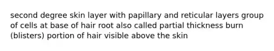 second degree skin layer with papillary and reticular layers group of cells at base of hair root also called partial thickness burn (blisters) portion of hair visible above the skin