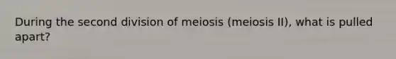 During the second division of meiosis (meiosis II), what is pulled apart?