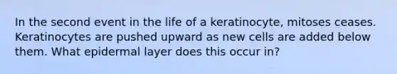 In the second event in the life of a keratinocyte, mitoses ceases. Keratinocytes are pushed upward as new cells are added below them. What epidermal layer does this occur in?