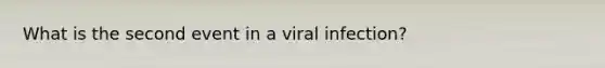 What is the second event in a viral infection?