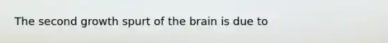 The second growth spurt of the brain is due to