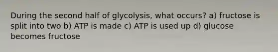 During the second half of glycolysis, what occurs? a) fructose is split into two b) ATP is made c) ATP is used up d) glucose becomes fructose