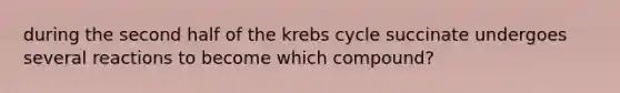 during the second half of the krebs cycle succinate undergoes several reactions to become which compound?