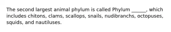 The second largest animal phylum is called Phylum ______, which includes chitons, clams, scallops, snails, nudibranchs, octopuses, squids, and nautiluses.